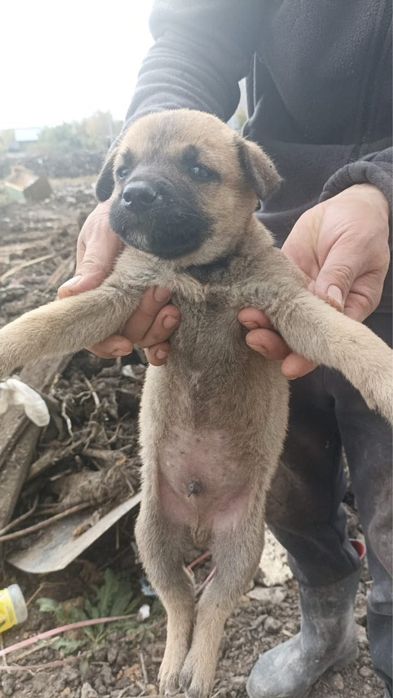 Отдаются в добрые руки щенки.
