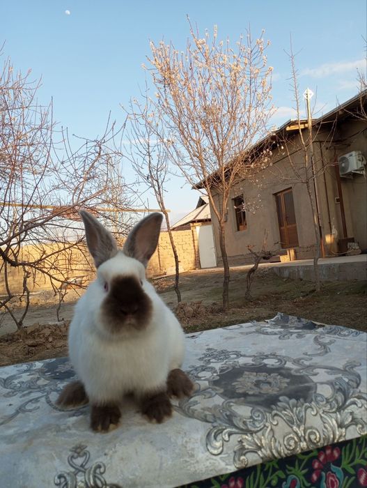 Кролики калифорния