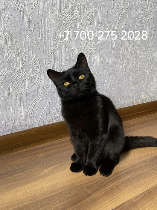 Потерялась молодая кошечка.