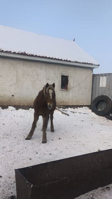 Кобыла с откорма