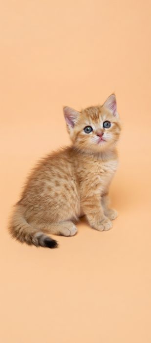 Котик  британский зоЛото.