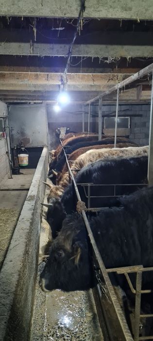 Продам быков откорм