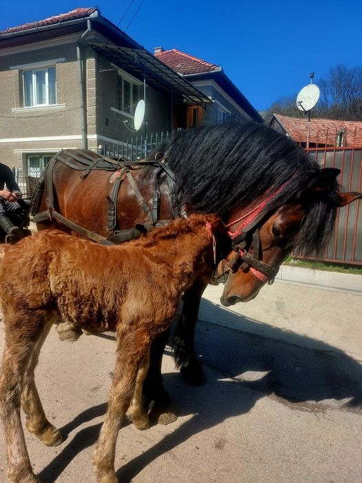 De vânzate Iapa de 5 ani, are O mânza de 10 zile.