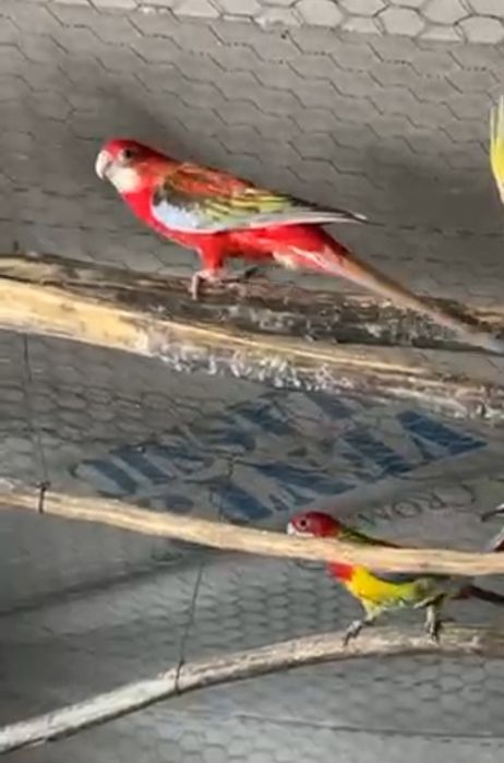 Papagali Rosella maturi