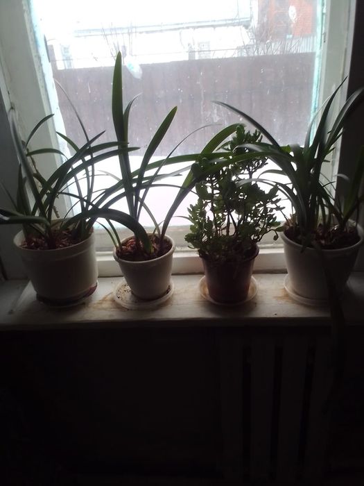 Продам цветы , домашние,разные