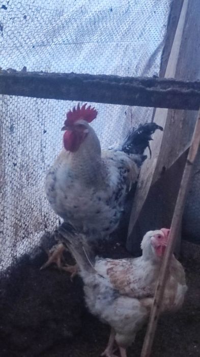 Продавам петли на осем месеца.