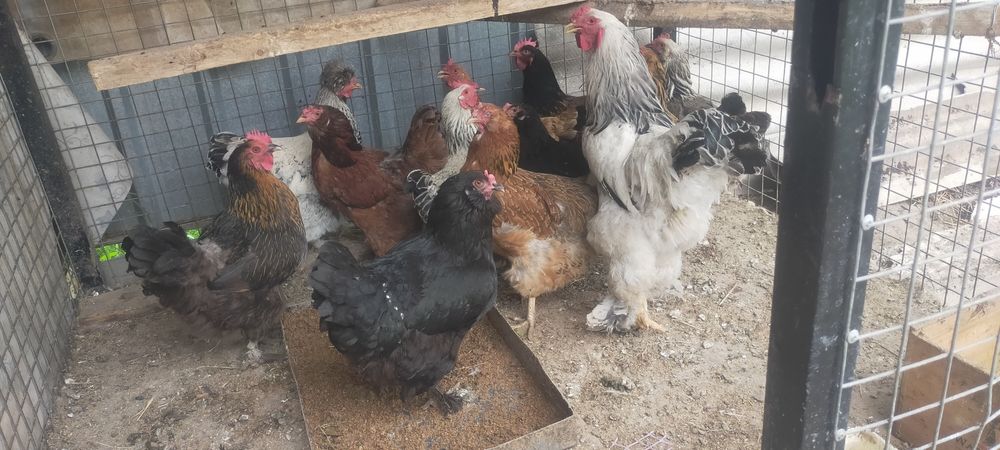 Продам курей годовалые несутся