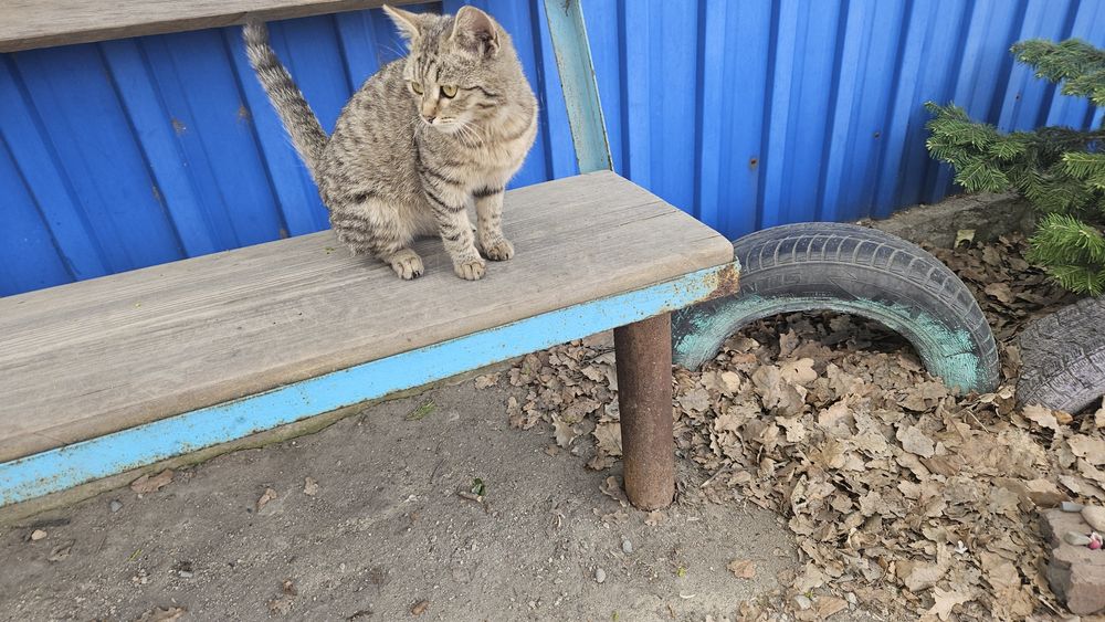 Отдам котёнка  6  месяцев