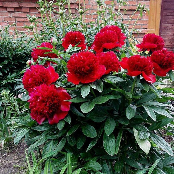 Янги  6 хона 3 уровень 3 сотикли ховли сотилади Кибрай рн