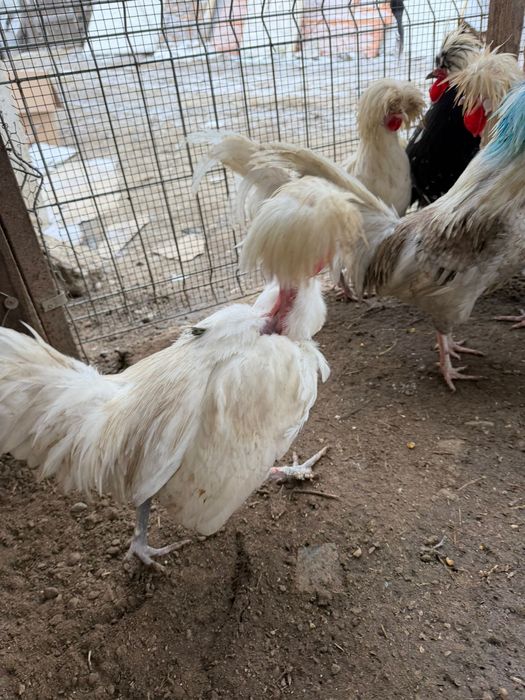 Vand oua de motate olandeze