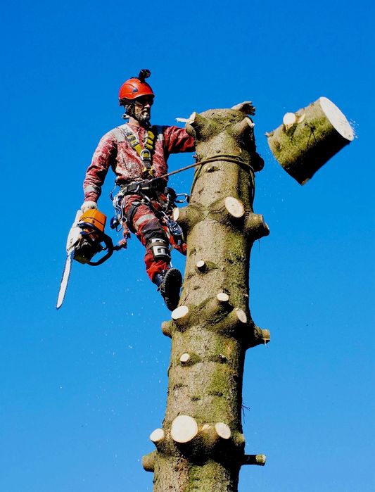 Спил деревьев обрезка дерево