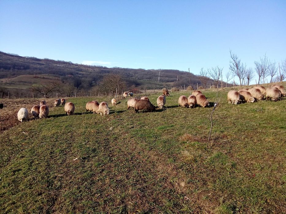 Vând 30 de oi țurcane