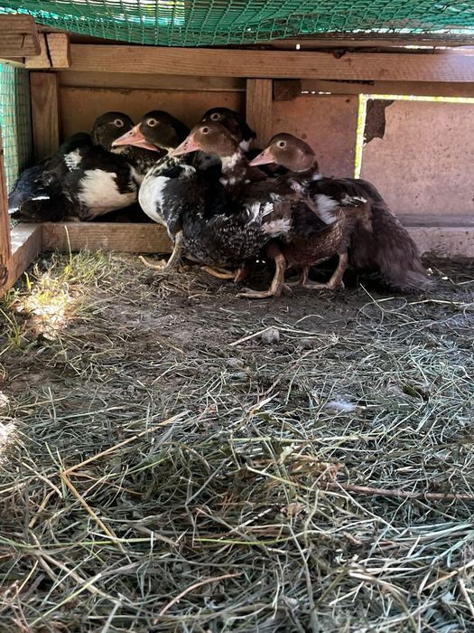 Продам индоутят здоровые шустрые