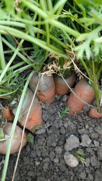 Продам домашнюю марковь