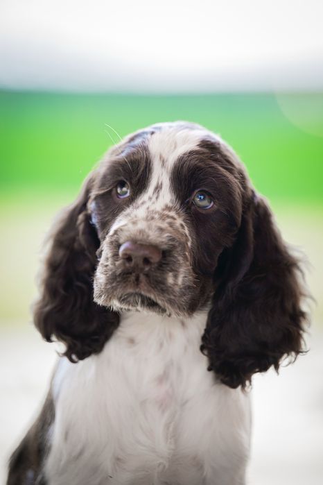 Английски спрингер шпаньол