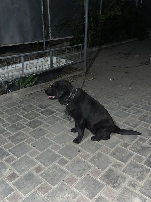 Ищем хорошего хозяйна для лабрадора