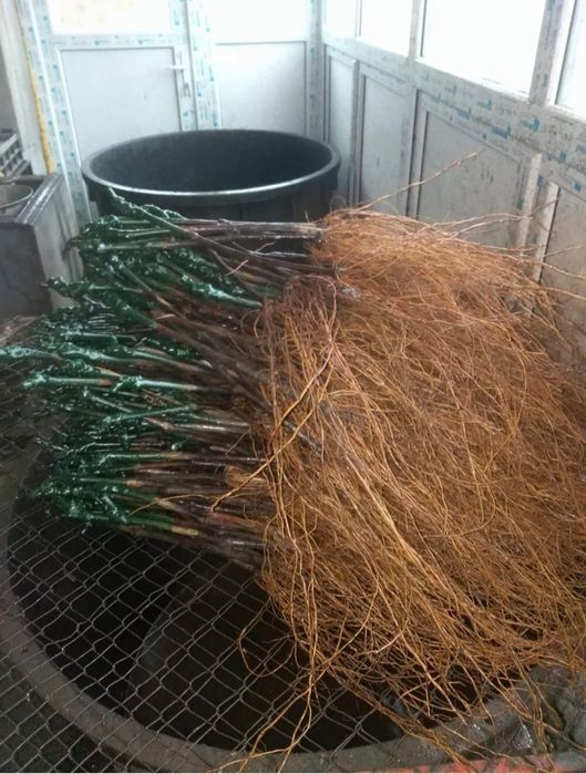 Butași viță de vie altoită sau hibrida