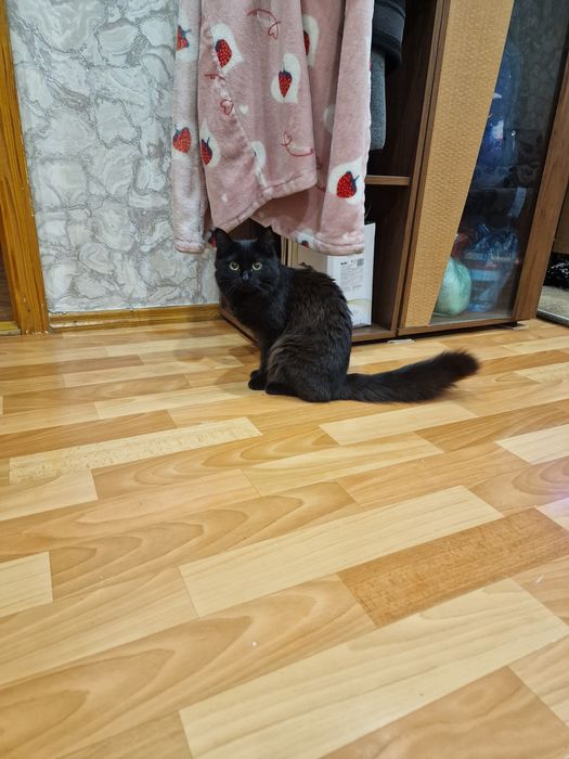 Нужен кот на вязку СРОЧНО