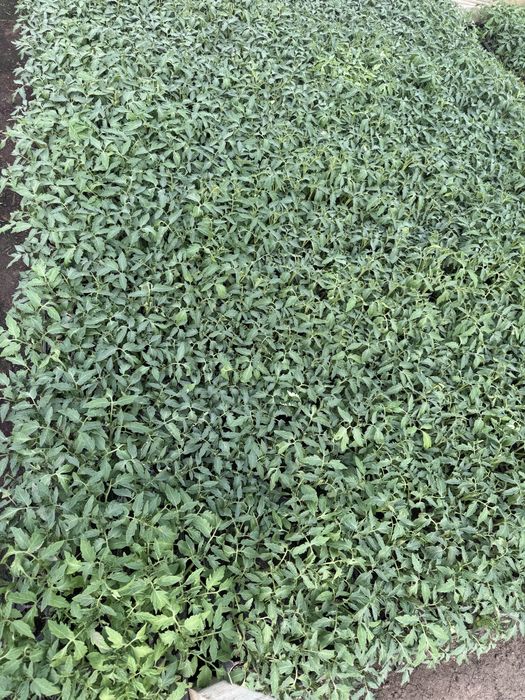 Rasaduri de ardei(kapia, galben) gogosari rosii(de mai multe feluri) vinete telina varza(toamna, vara) si altele