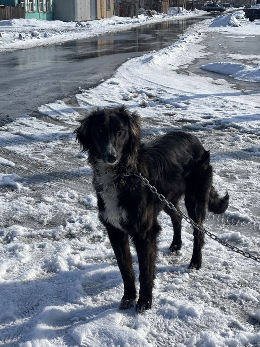 Тазы сатамын или обмен