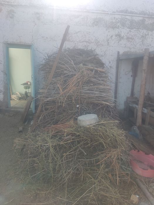 Урик дарахти Утинлари сотилади орасида гилос хам бор