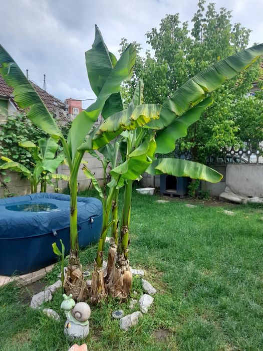 Vând pui de bananieri