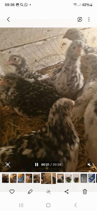 Пушкинские Цыплята