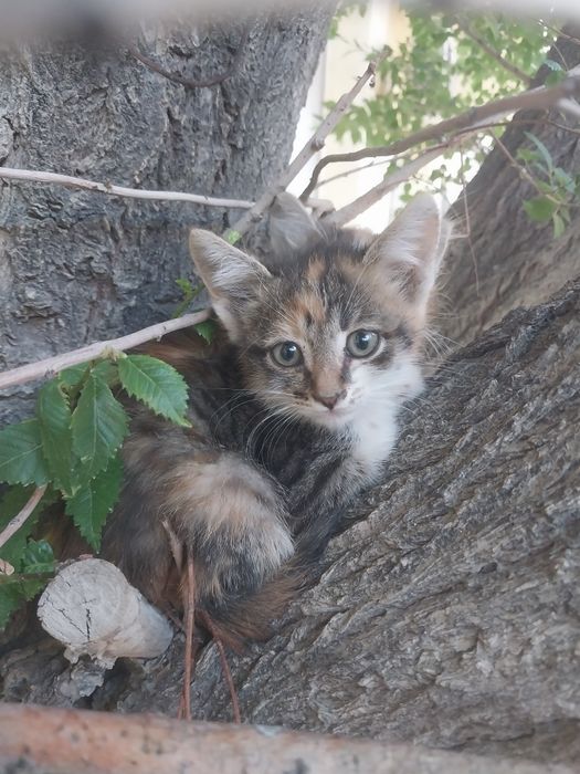 Две кошечки ,трехцветные