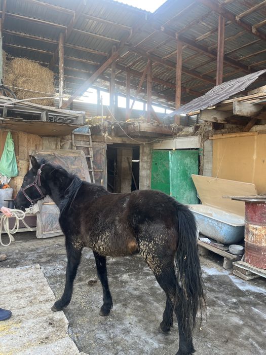 Ургашы 1.5 жасар