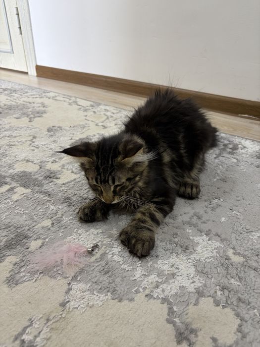 Maincoon mushuklar sotiladi