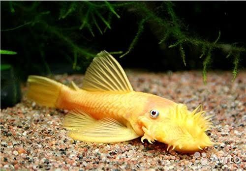 Продам рыбок 4 штуки