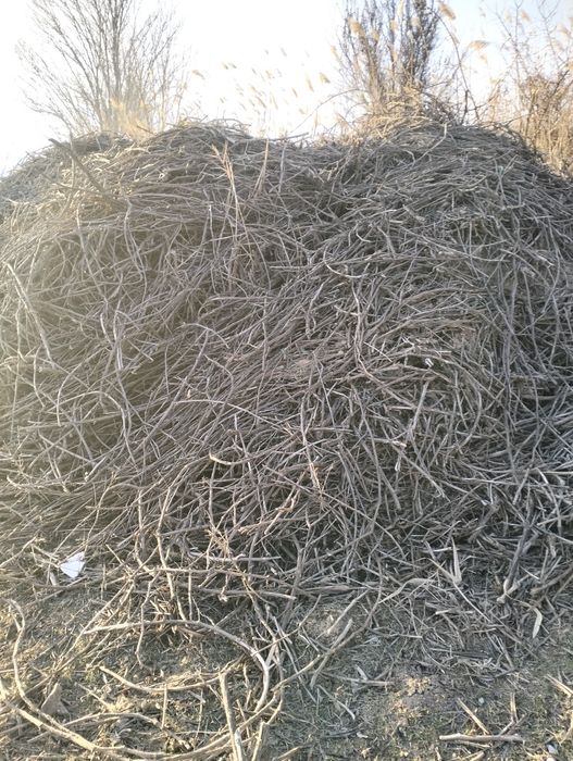 Отынға жүзімнің шақтары бар