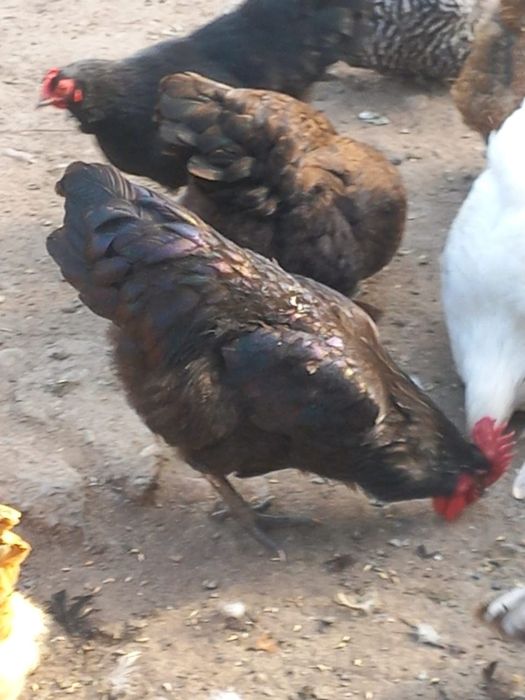 Продам петухов разных пород