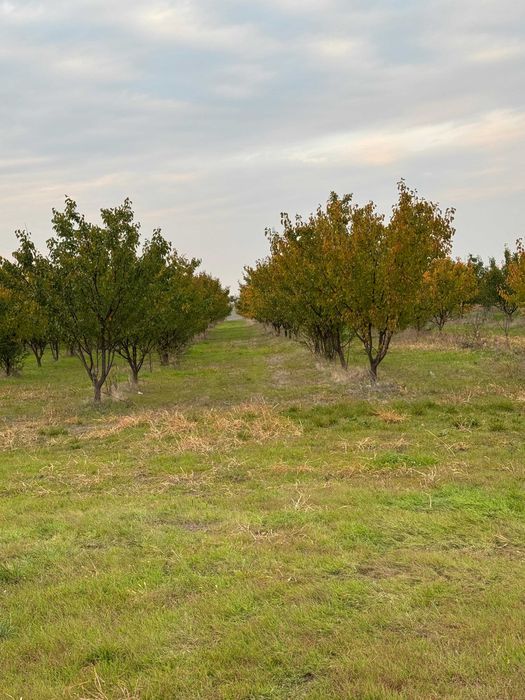 Продава се Земеделски имот в с. Чернолик, Област Силистра -  кв.м за 281 €/дка - Снимка #2