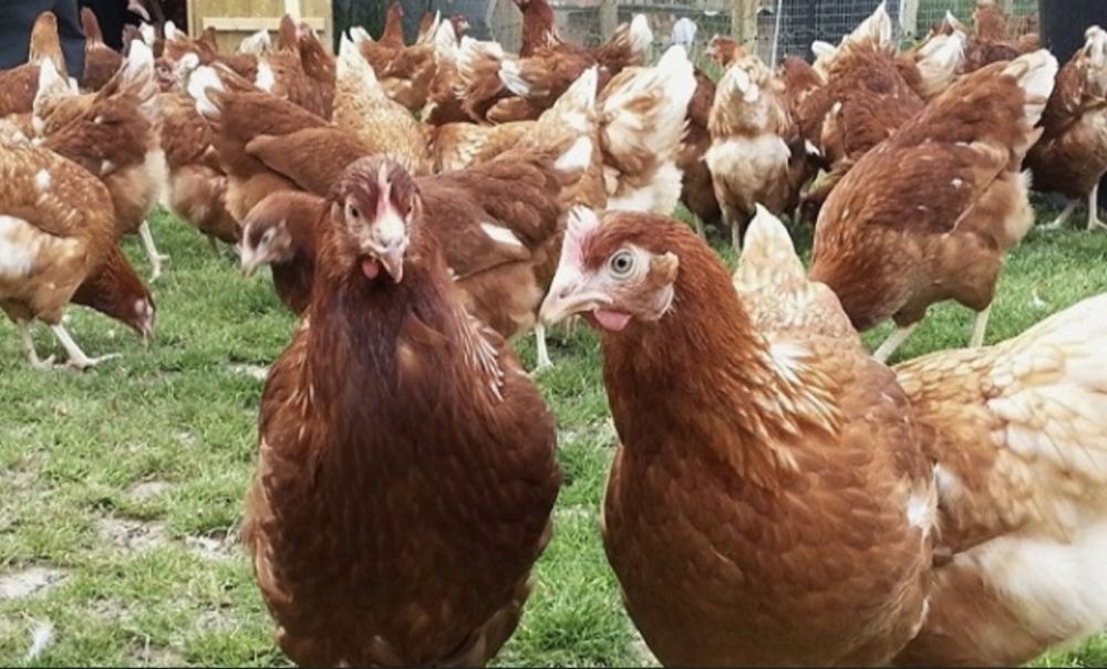 Куры молодые 4 месяца