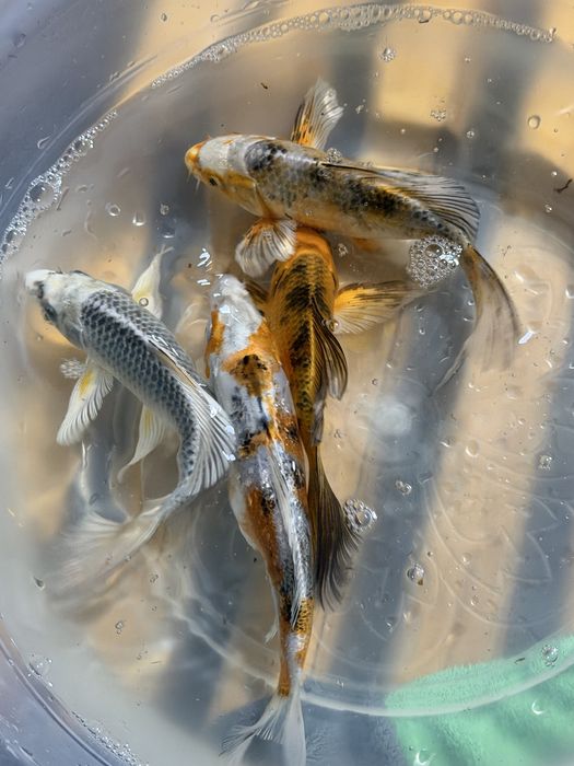 Рыбы коя Продажа