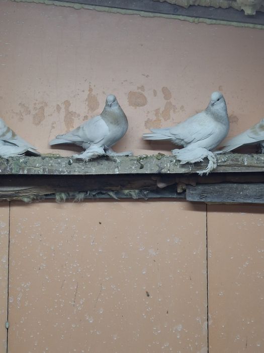 Продам голубей игра гребля тяга