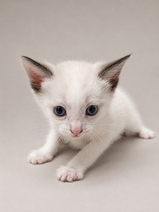 Срочно!! Отдам котят в хорошие руки