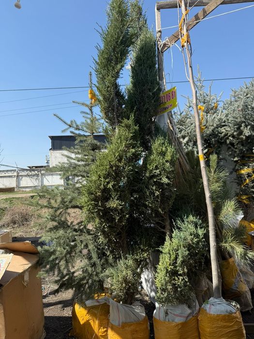 Туя книжка метровый
Спирал тарыздес Можевелник   2,5-3м
Можевелник пир