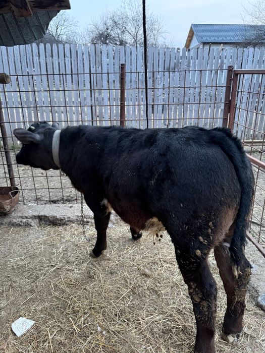 Vand Vitel mai multe detali la telefon