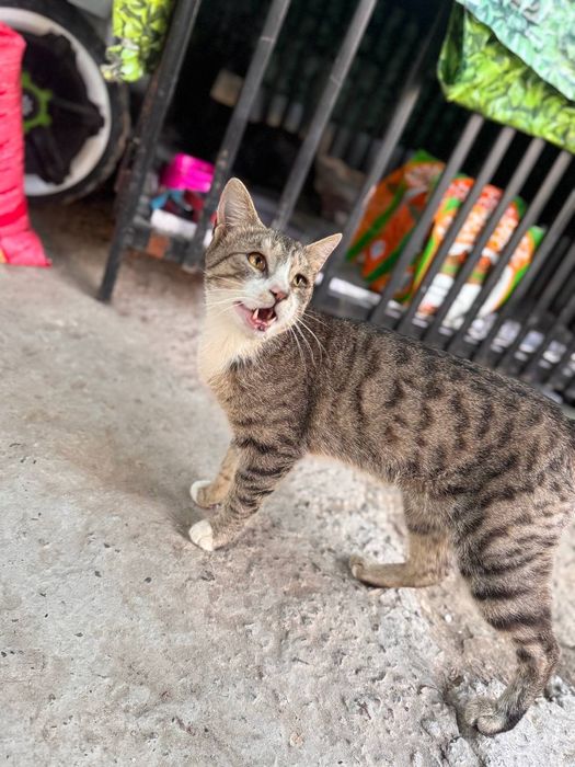 Пристройство животных