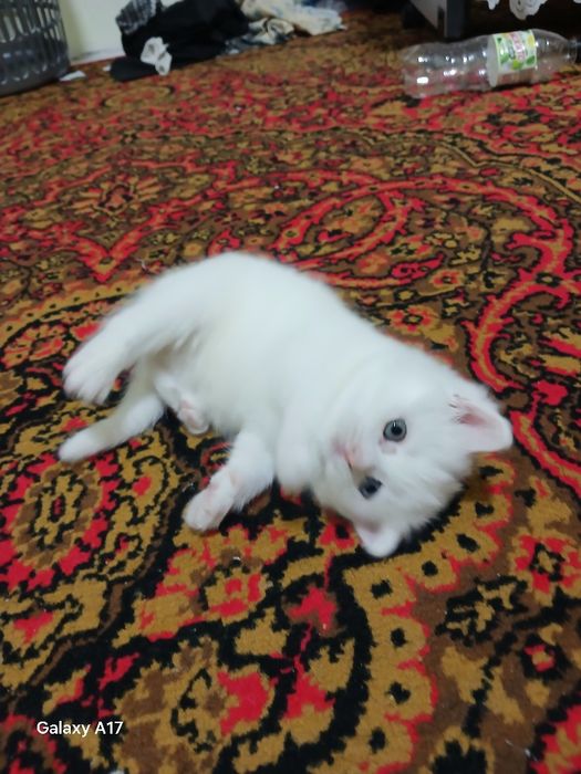 британской короткошерстной  Кошка продаётся