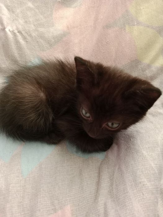 Отдам котят в добрые руки