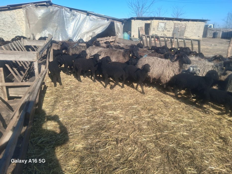 Miei si oi de vanzare