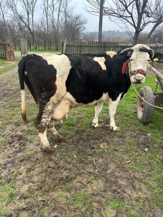 Vând vaca de tăiat