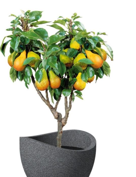 Pomi Pitici Dwarf