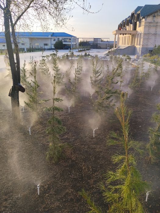 Gazon ruloni uruğ xam sepish landshaft dizayni xizmatlari