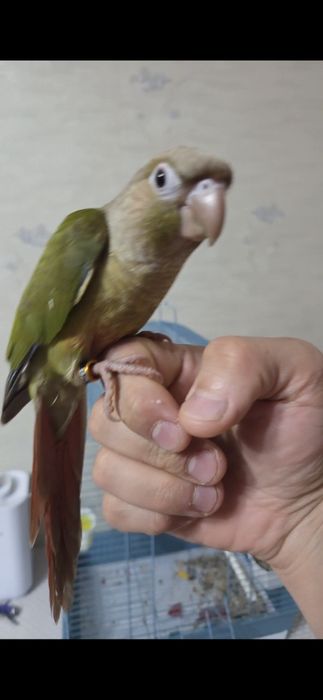 Продам ручных перура говорящий