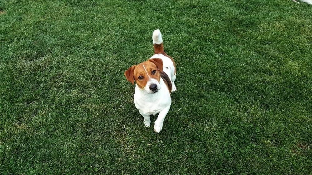 Джак Ръсел Териер