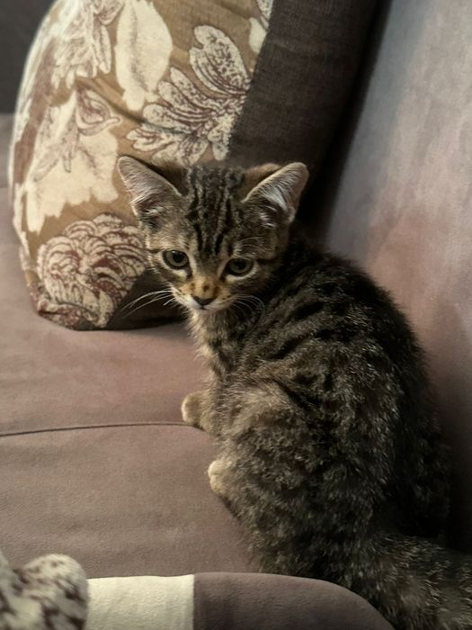 Котенок девочка ищет дом